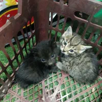 گربه واگذاری