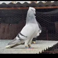 کبوتر سبز دم سفید رنگی