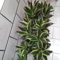 گل سانسوریابلک گلد،کاملاخانگی