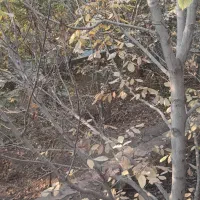 ملک وخانه در مکان ییلاق ساروج بلاغ|فروش خانه و ویلا|هشتگرد, کوشک زر|دیوار