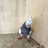 کبوتر طوقی نر|پرنده|خرمشهر, |دیوار