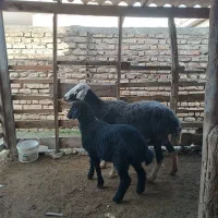 گوسفند بره دار