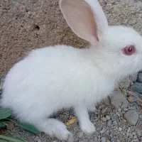 خرگوش|موش و خرگوش|جیرفت, |دیوار