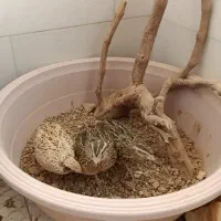 بلدرچین ماده