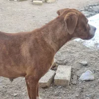 سگ ماده پیت بول