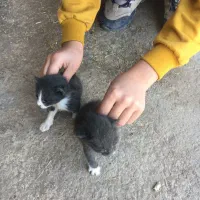 بچه گربه