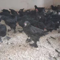 مرغ خروس زینتی مرندی اصل|حیوانات مزرعه|شیراز, گلکوب|دیوار