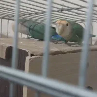 یک جفت عروس هلندی ویک جفت طوطی برزیلی برای فروش|پرنده|باغستان, |دیوار