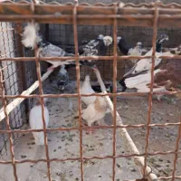کفتر خوب فروشی یه جایی