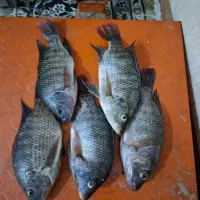 ماهی شانگ صید روز|خوردنی و آشامیدنی|کارون, |دیوار