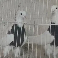 چند جفت طوقی یه جفت زاغ آبادانی یه جفت سرخ|پرنده|شاهین‌شهر, گرگاب|دیوار