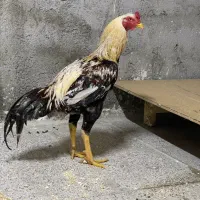 خروس لاری مرغ لاری