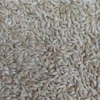 خوراک دام گوساله گوسفند|حیوانات مزرعه|مهریز, |دیوار