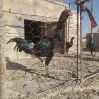 خروس لاری|حیوانات مزرعه|جزنیک, |دیوار