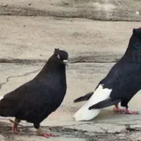 جفت زاغ دم سفید