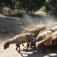 فروش ویژه دام زنده گوسفند، بره و بز