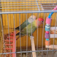 طوطی برزیلی