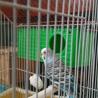 مرغ عشق نر بالق|پرنده|لاهیجان, لیالستان|دیوار