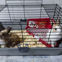 یک جفت بچه خرگوش بامزه با قفس