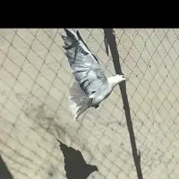 کبوتر طاقی دمگیر