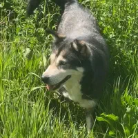 هاسکی  ماده