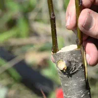 باغبانی و پیوند زنی درختان