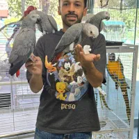 بورس کاسکو اربابی ایران