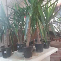 گل طبیعی یوکا|گل و گیاه طبیعی|قم, امامزاده ابراهیم|دیوار