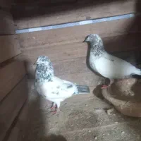 کبوتر|پرنده|سنگر, |دیوار