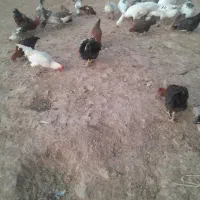 مرغ|حیوانات مزرعه|پاپی, |دیوار