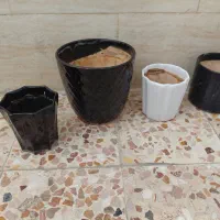 چند عدد گلدان