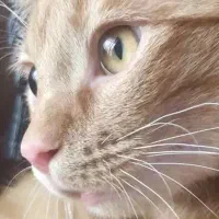 واگذاری گربه نر