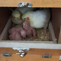 عروس هلندی سخنگو|پرنده|ری, شهرک نظامی|دیوار