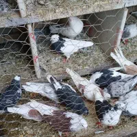 کبوتر سالم و زیبا