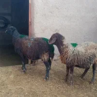 2راس میش آبستن، تخفیف ویژه برای روز مادر|حیوانات مزرعه|کدکن, |دیوار