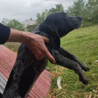 توله شکاری پوینتر آلمان