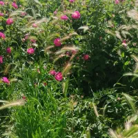 نهال گل محمدی