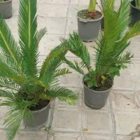 گل سیکاس و بابا آدم|گل و گیاه طبیعی|علی‌آباد کتول, |دیوار