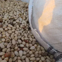 پسته پوک کمر آبی و زرده نخودو خریدارم نقد