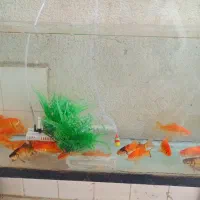 ماهی گلی جواد