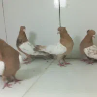 سینه زرد|پرنده|مشهد, عامل|دیوار