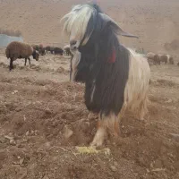 فروش چپش شهرکردی اصل