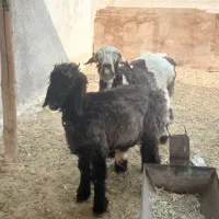 بره نر سبک وزن