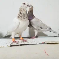 کبوتر سار سرور لکه دار خوش نقش|پرنده|مشهد, امیر المومنین|دیوار