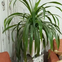 گل بزرگ آپارتمانی وسر زنده