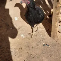 اردک اسراییلی|حیوانات مزرعه|تربت جام, جامرود|دیوار