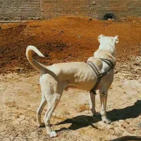 سگ سرابی