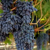 نهال انگور موندراپ