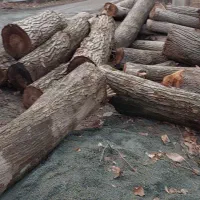 خریدار انواع متفاوت چوب درختان باغات شما