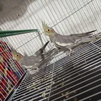 عروس هلندی و مرغ